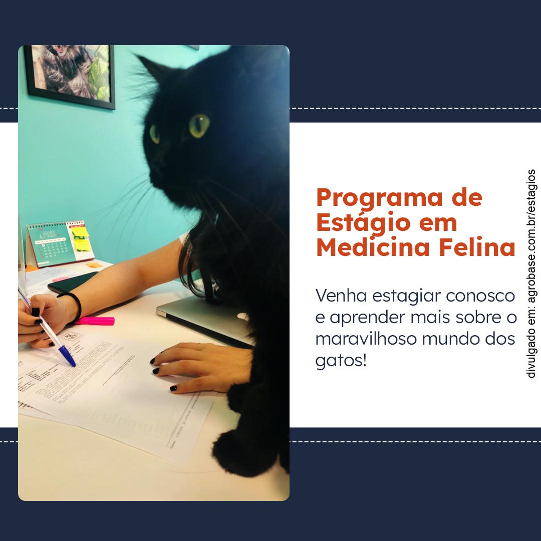 Programa de estágio em medicina felina – São Paulo/SP