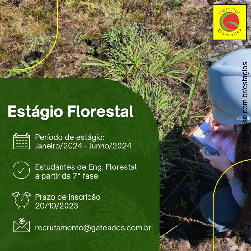 Estágio em engenharia florestal (1º semestre de 2024) – Campo Belo do Sul/SC