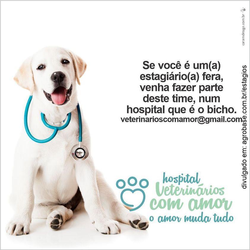 Processo seletivo para estagiários 2024 – hospital veterinários com amor