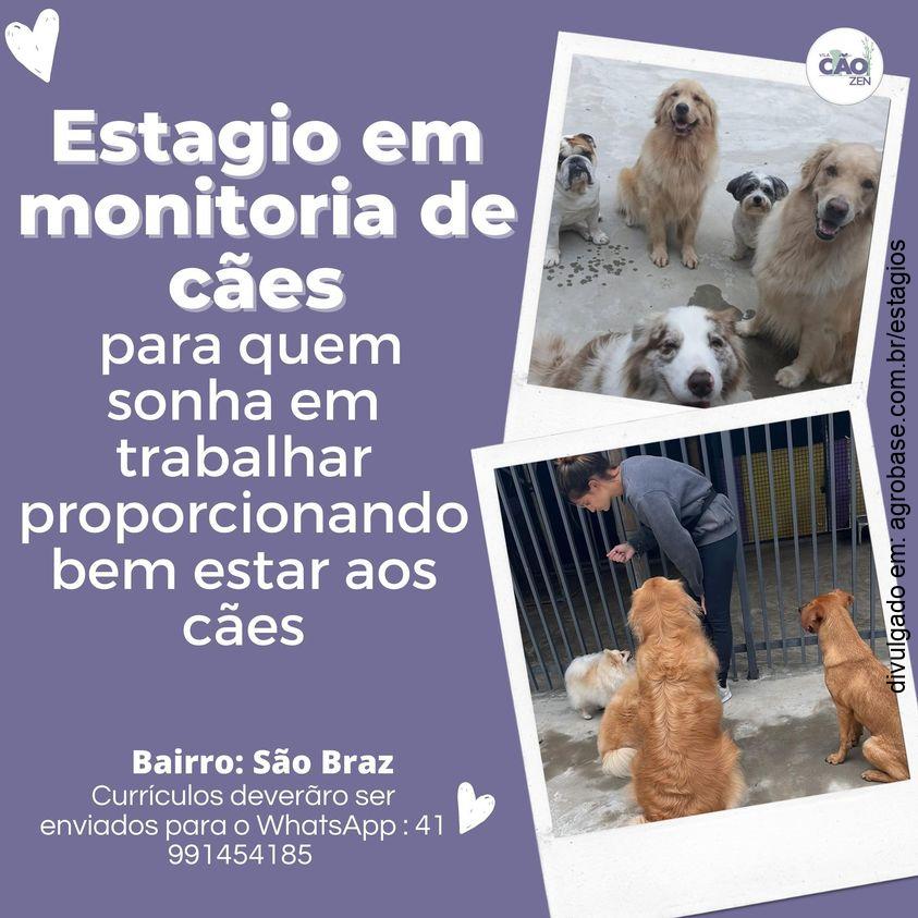 Estágio em monitoria de cães – Curitiba/PR