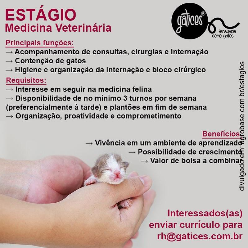 Estágio medicina veterinária (felinos) – Caxias do Sul/RS