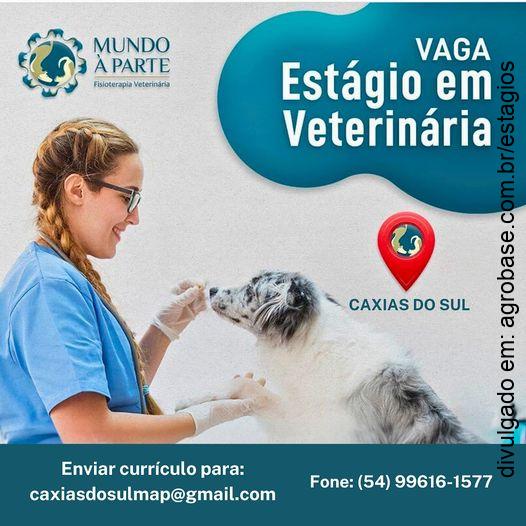 Estágio em veterinária – Caxias do Sul/RS