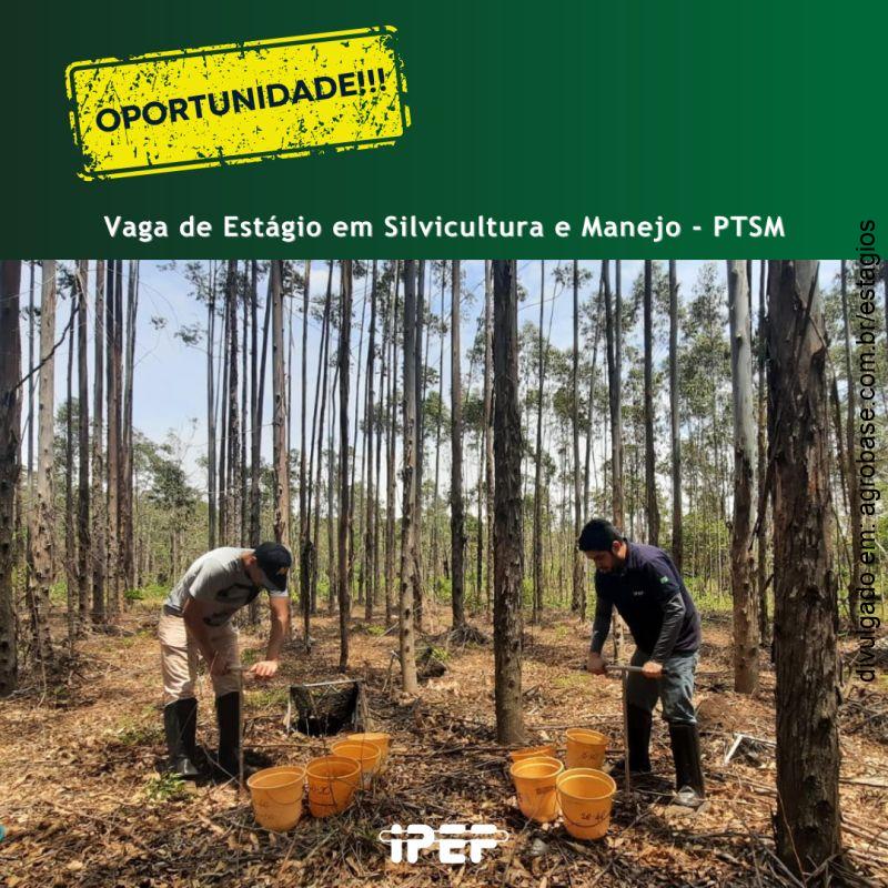 Estágio remunerado silvicultura e manejo – Piracicaba/SP